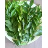 Fresh USDA Cert -10 oz- Fresh Curry Leaves on Petiole