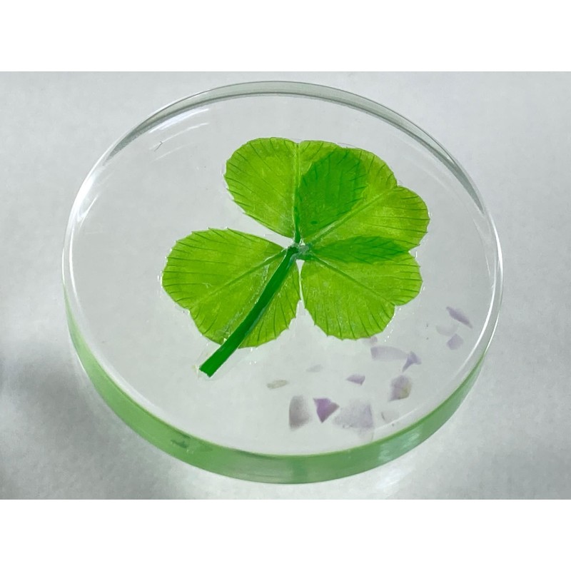 Real Four Leaf Clover Good Luck Pocket Token, Preserved, 1.25”