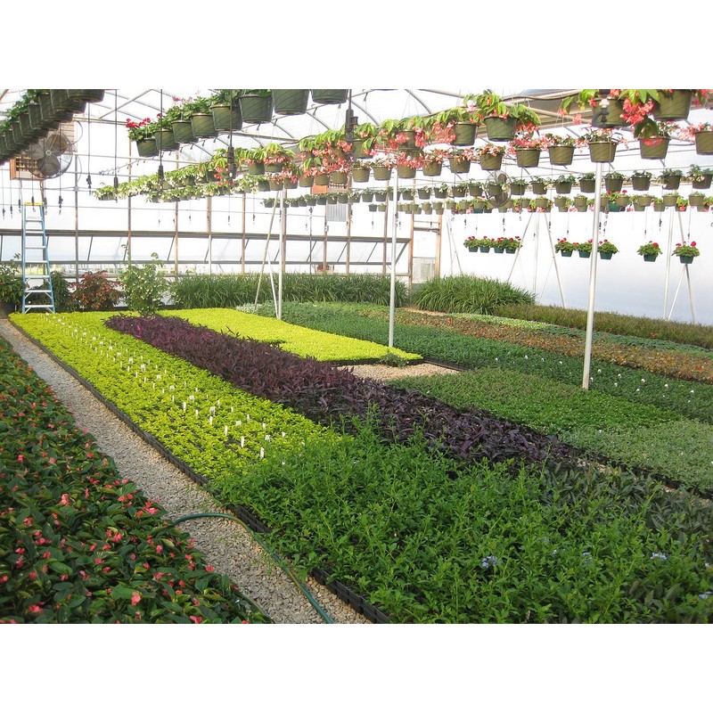 Ligustrum Japonicum 'Howardi' - 10 Live Plants - Evergreen Privacy