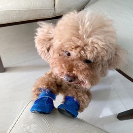 Sarekung Dog Shoes Mesh Breathable Comfort Shoes with Soft Sole for Dogs, Bichon Teddy Pet Shoes Dog Boots Waterproof Non-Slip (L, Blue)