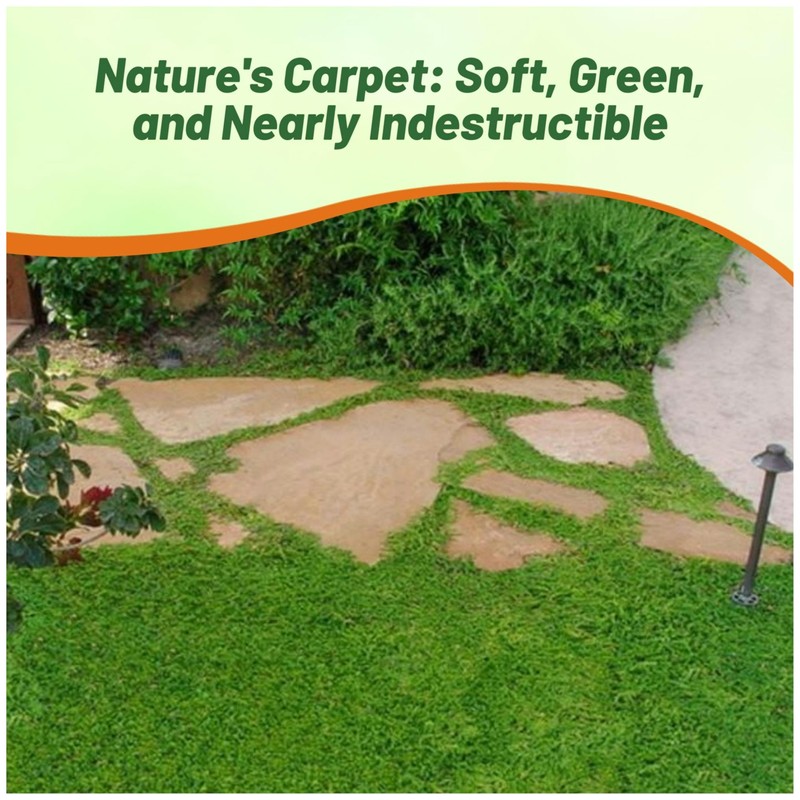 Outsidepride Green Carpet Herniaria Glabra Seeds - 10,000 Pcs Perennial,