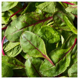 Everwilde Farms - 1 Lb Bull's Blood Beet Seeds - Gold Vault