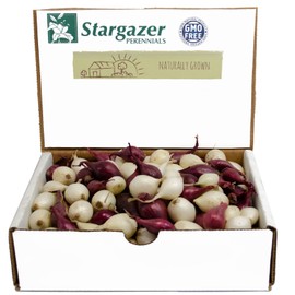 Mixed Red and White Onion Sets 1 Pound | Non-GMO Bulbs - Easy to Grow Onion Assortment for Vegetable Garden or Container