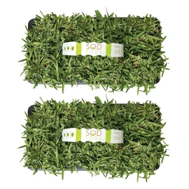 SodPods® St. Augustine CitraBlue Grass Plugs for Lawn Repair, 3" x 3" Each (16-Count) – Cannot Ship to California/Arizona