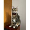 Cat Collar Breakaway with Bowtie Bell, Red Bling Kitten Collar