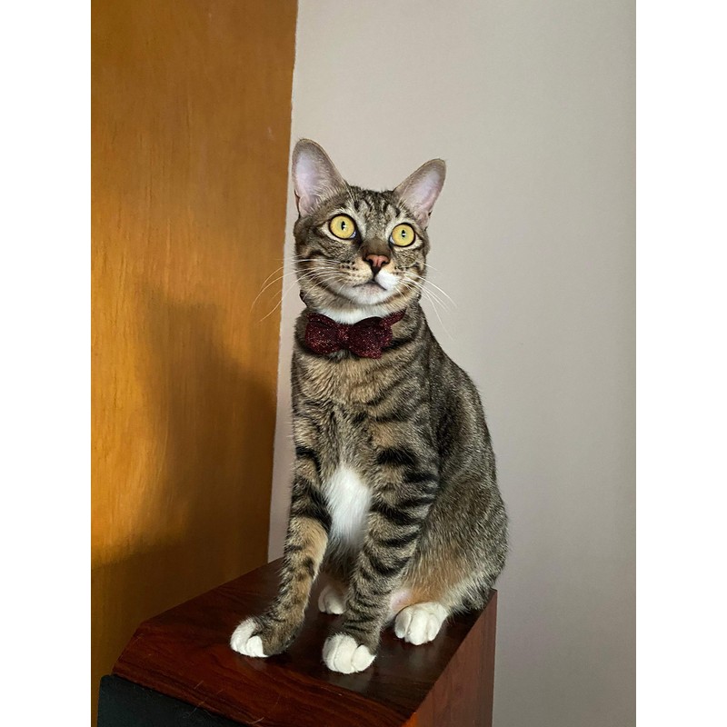 Cat Collar Breakaway with Bowtie Bell, Red Bling Kitten Collar