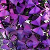 12+ Bulbs Purple Shamrocks Oxalis Triangularis Lucky Lovely Flowers Bulbs