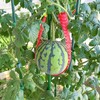 100Pcs Watermelon Nets,Melon Hammock Hanging Cantaloupes Support Net,Reusable Mesh Bags