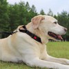 Joytale Martingale Collar for Dogs, Reflective Heavy Duty for Safety,
