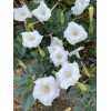 Born2Bloom Bag of Seeds .015 Oz. Moon Flower Shrub White