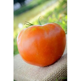 Rutgers The Legendary Jersey Tomato Premium Seeds for Planting Packet + More