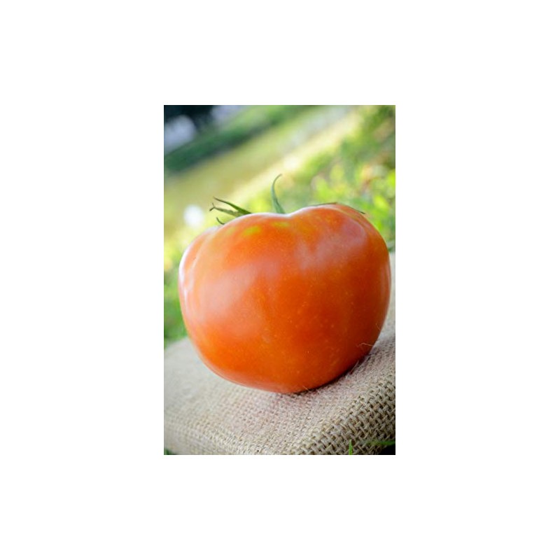 Rutgers The Legendary Jersey Tomato Premium Seeds for Planting Packet