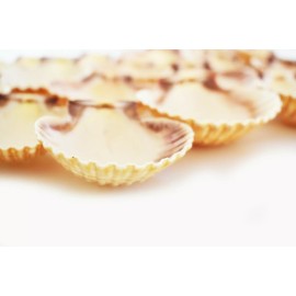 Florida Shells and Gifts 12 Mexican Cup Deep Scallop Shells (3-3.5") Restaurant Baking Beach Crafts Decor