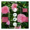 Shampoo Herbal Essences Smooth Rose Hips 865 ml