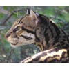 Handmade Ocelot Taxidermy Reference Photo Cd