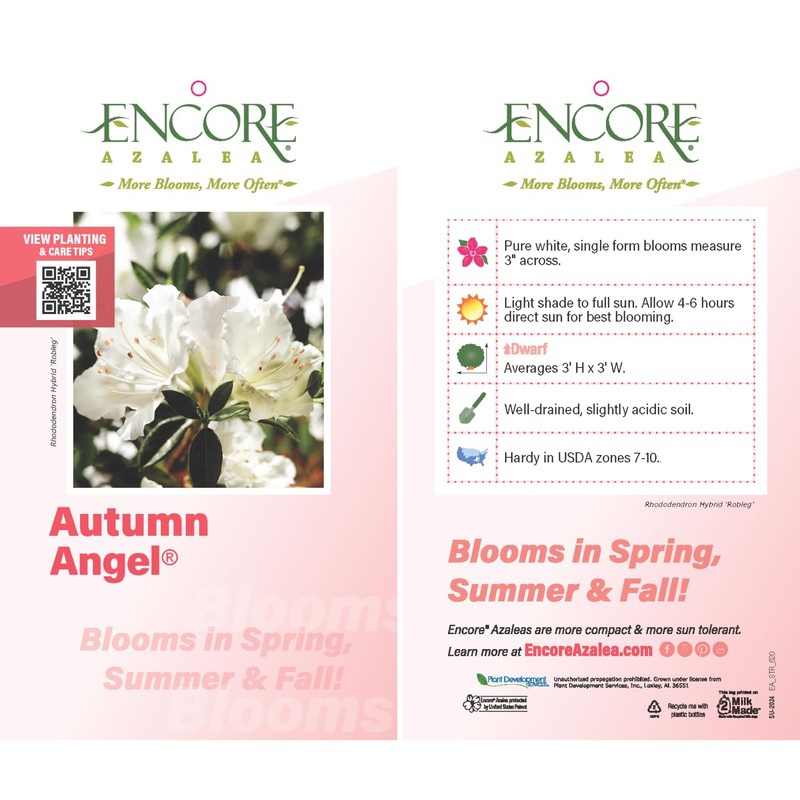Encore Azalea Autumn Angel (2 Gallon) White Flowering Shrub -