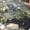 Vocray Koi Pond Netting for Leaves 20x20 Ft, 1/2 in