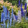Eden Brothers Delphinium Seeds - Blue Mix