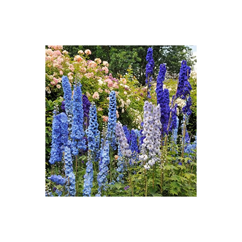 Eden Brothers Delphinium Seeds - Blue Mix