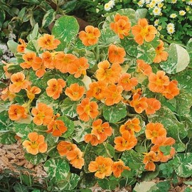Eden Brothers Nasturtium Seeds - Alaska Salmon