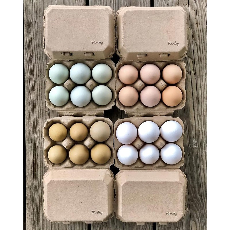 Half Dozen Egg Cartons- Henlay Blank Flat Top Six Pack