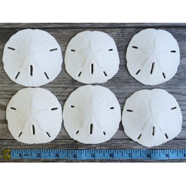 Sand Dollar | Real Sand Dollars 3"-3 1/2" (Set of 6) | Sand Dollar Shells | Nautical Crush Trading TM