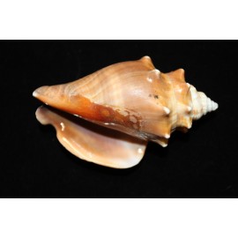 Shorely Yours STROMBUS PUGILIS, Fighting Conchs, Shelf Display, Dark Tones, Beach Decor, SS-13 - 40 shells