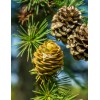 Scenic Hill Farm 10 Japanese Larch (Larix kaempferi) - Bonsai