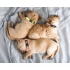 Paquete de 16 collares para cachorros, collares para cachorros, para