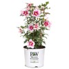 Proven Winners 2 Gal. Paraplu Pink Ink Rose of Sharon