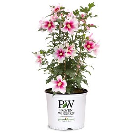 Proven Winners 2 Gal. Paraplu Pink Ink Rose of Sharon (Hibiscus) Shrub