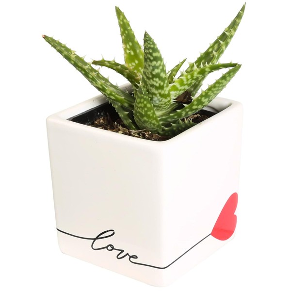 Costa Farms Live Indoor Plant Hoya Heart, Succulent-Like Houseplant in Modern Decor Love Planter, Room Décor, Desk Décor, Birthday, Unique Gift, Excellent Tabletop Size, Room Décor, 5-Inches Tall