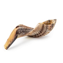 Shofar from Israel | KOSHER by Rabbinate of Jerusalem | Handcrafted | Holy Voice musical instruments | RAM Shofar | 13-15 inch | Made In Israel By YOMTOV-SHALOM