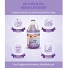 Creolina Fresh Lavender - Multi-Surface Cleaner 128 oz