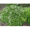 Deutzia gracilis 'Nikko' (Nikko Deutzia) Shrub, white flowers, #3 -