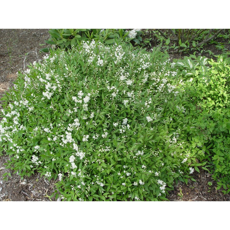 Deutzia gracilis 'Nikko' (Nikko Deutzia) Shrub, white flowers, #3 -