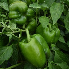 Inherited Seeds HEIRLOOM Survival Kit 3000+ seeds 18 Varieties Pack PREMIUM strain 100% Organic