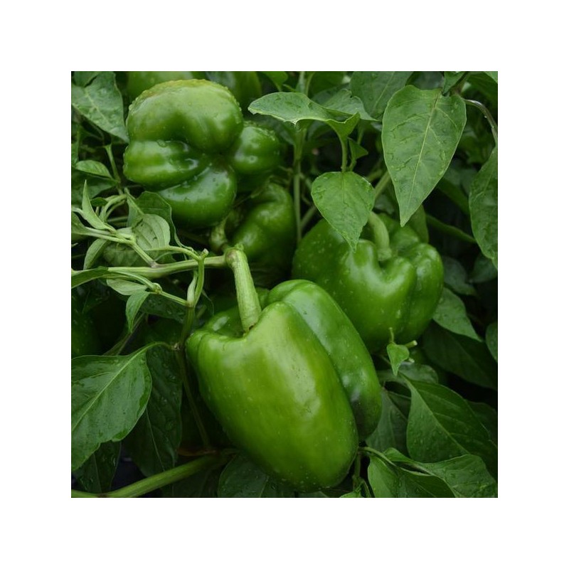 Inherited Seeds HEIRLOOM Survival Kit 3000+ seeds 18 Varieties Pack