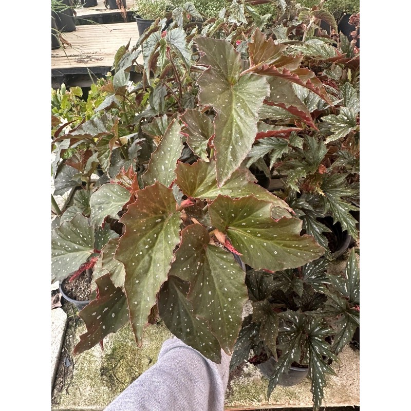 diane van dyk co Angel Wing Lana Begonia Rooted In