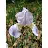 Bearded Iris 15 Bearded Iris Rhizomes – Easy to Grow,