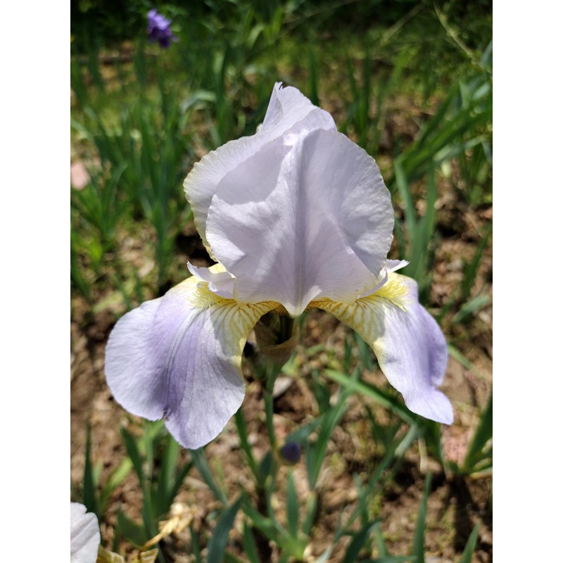 Bearded Iris 15 Bearded Iris Rhizomes – Easy to Grow,