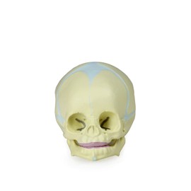 ITC Isaac Technologies Corp. IC-B10222 Human Fetal Skull | Great for Understanding of Fetal Bone Development