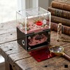 CaveView Small-Ant Nest for New Queens and Small Colonies with