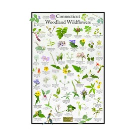 Connecticut Woodland Wildflower Identification Guide | Picture ID Poster for Common Forest Flowers (16" x 24")