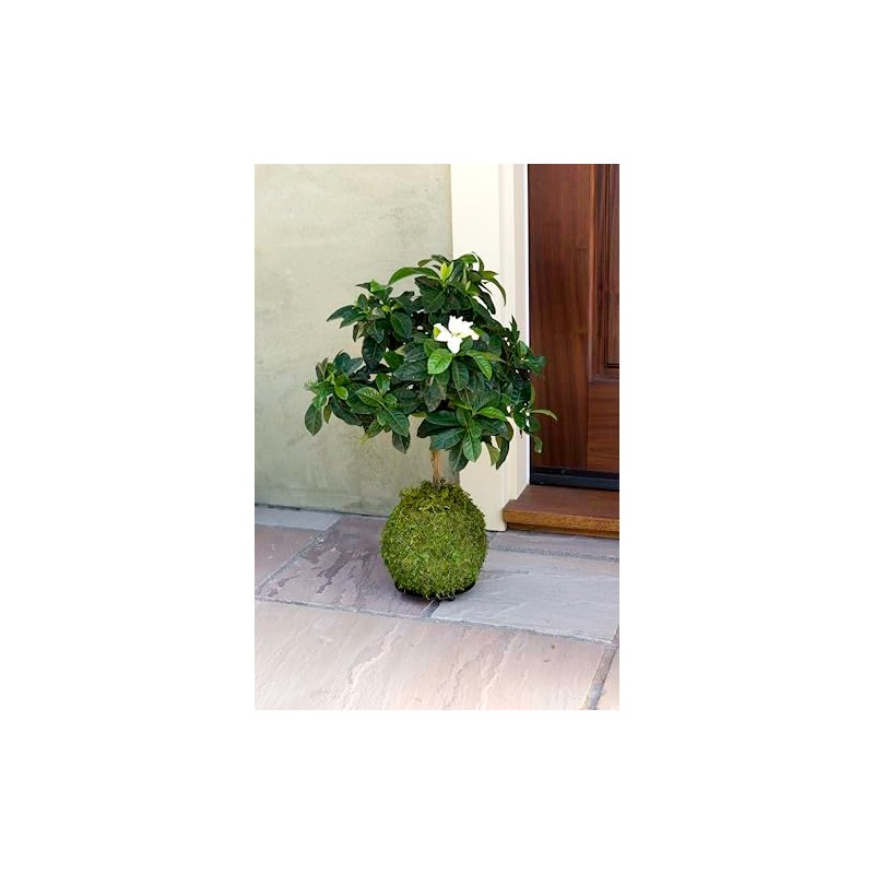 SuperMoss (29348) Kokedama Planter, 6", Fresh Green