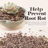 Bonsai Jack Succulent, Cactus and Bonsai Soil - Jacks Gritty