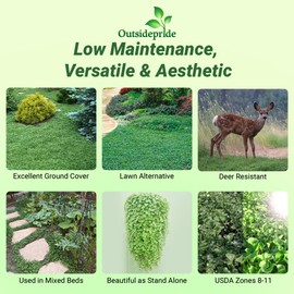 Outsidepride Outsidepride Perennial Dichondra Repens Seeds - 1 lb Dense Green, Low-Maintenance Ground Cover Seeds for Planting, Ideal Lawn Alternative in Sun or Shady Areas & Erosion Control in USDA Zones 8-11