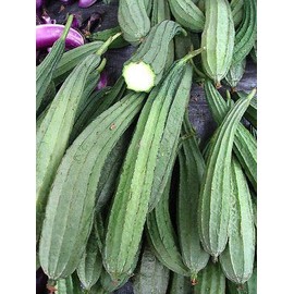 Angled Gourd 20 Seeds, Angled loofah, Ridge Gourd, Chinese Okra, Muop Khia