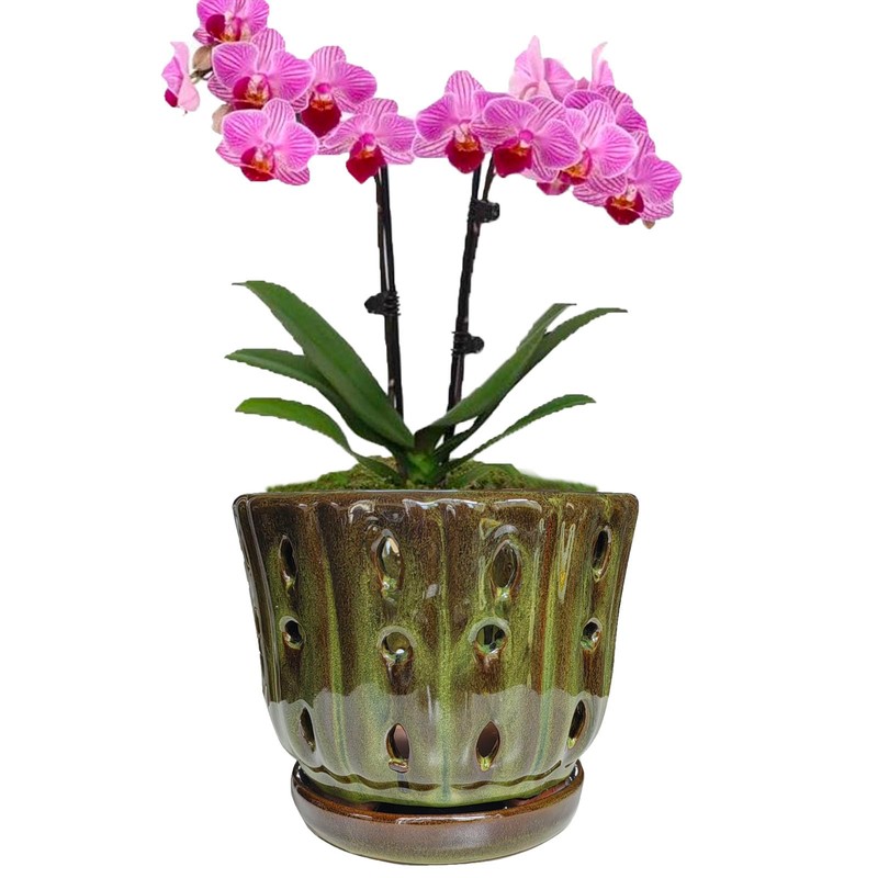 Grdthzey Ceramic Orchid Pots with Drainage Hole 6'' (mossgreen)