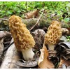 CEMEHA SEEDS - Morel Mushrooms Spores Mycelium Non GMO Spawn
